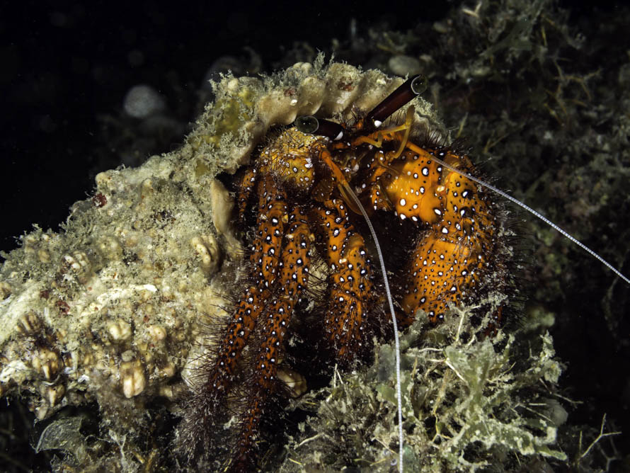 Dardanus megistos